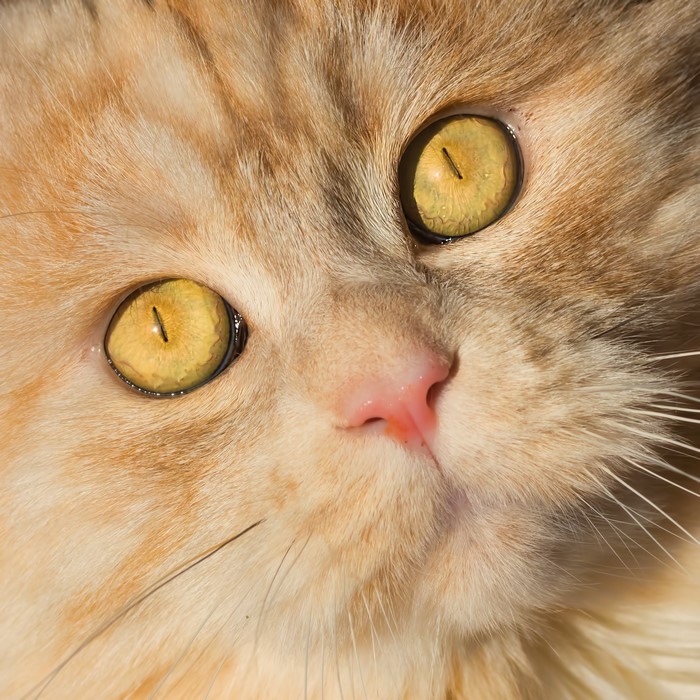 Close-up of a ginger cat's face with yellow eyes