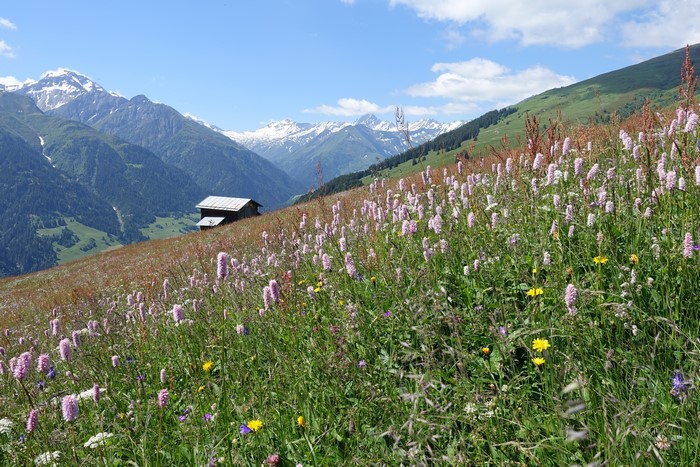 Alpine meadow with wildflowers and mountains in Switzerland