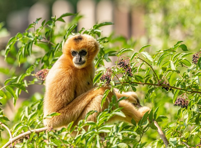 Yellow-cheeked crested Gibbon on branches