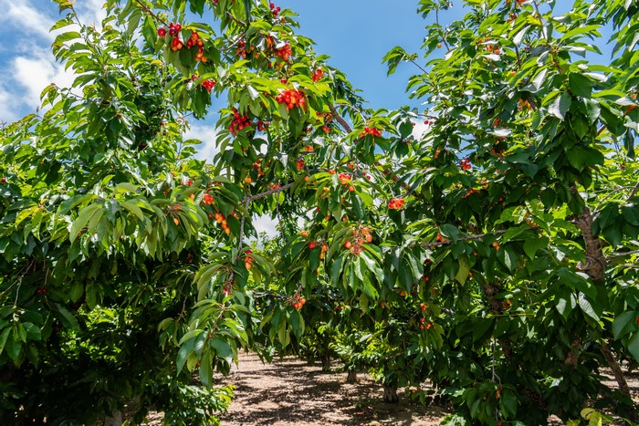 Cherry trees laden with ripe fruit in an orchard
