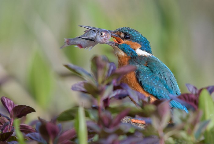 Common Kingfisher with a Fish in its Beak