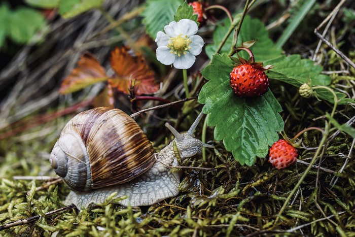 Snail and wild strawberries in moss