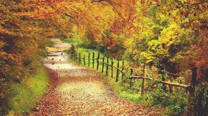 Autumn path with fallen leaves and wooden fence