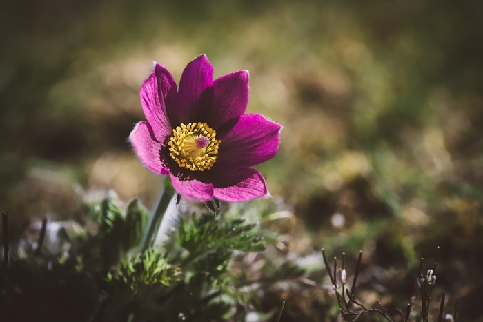 Purple Pulsatilla flower with yellow center