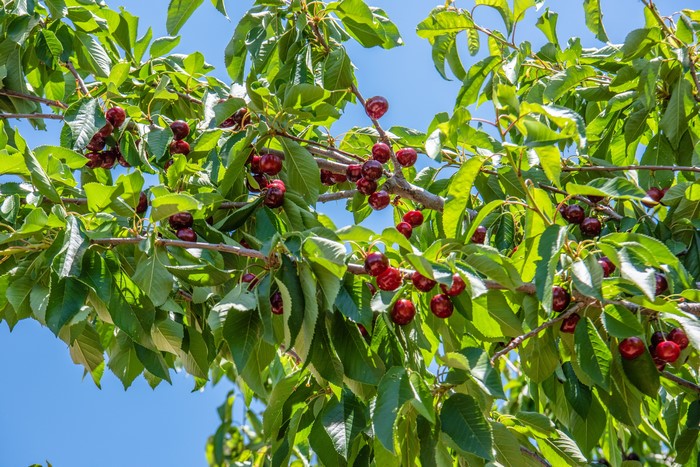 Ripe cherries hanging from branches with green leaves
