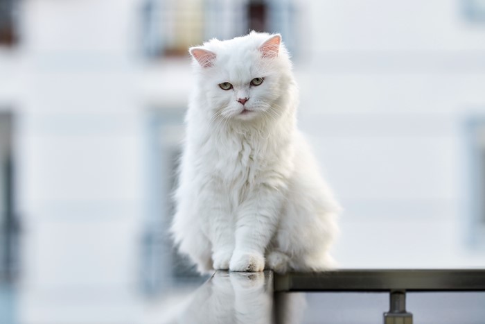 White Persian Cat Sitting on Railing
