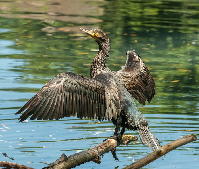 Cormorant bird drying wings on a branch