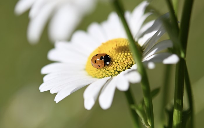 Ladybug on a Daisy