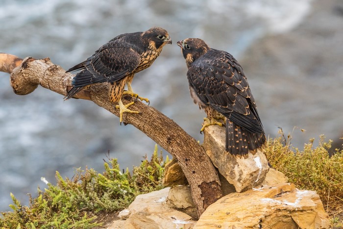 Two Peregrine Falcons on a Branch