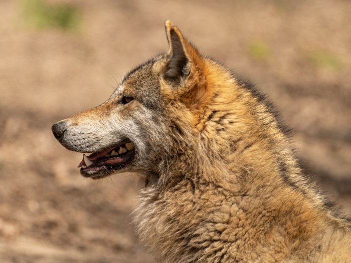 Wolf head in profile