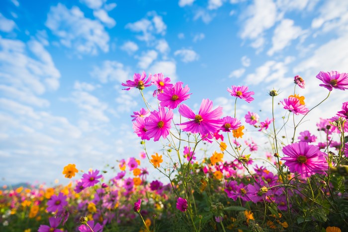 Cosmos flowers in bloom under a cloudy sky
