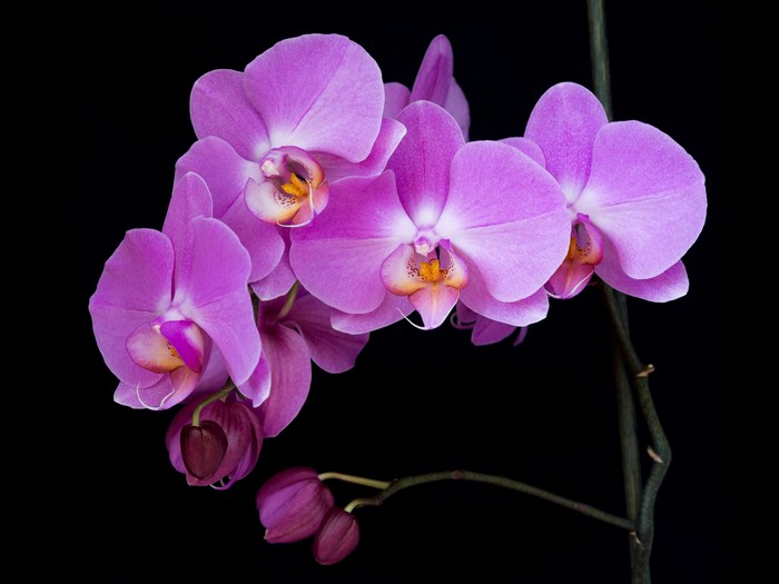 Phalaenopsis orchid with buds on black background