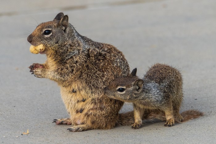 Mother and baby squirrel eating a nut