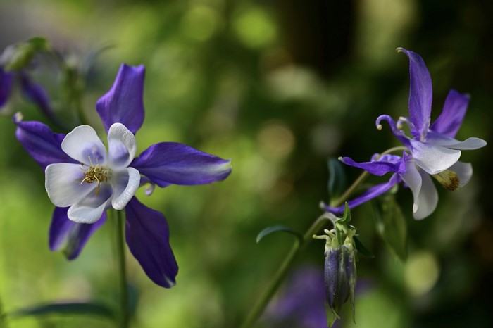 4K Closeup of Columbine Aquilegia flowers with Bokeh