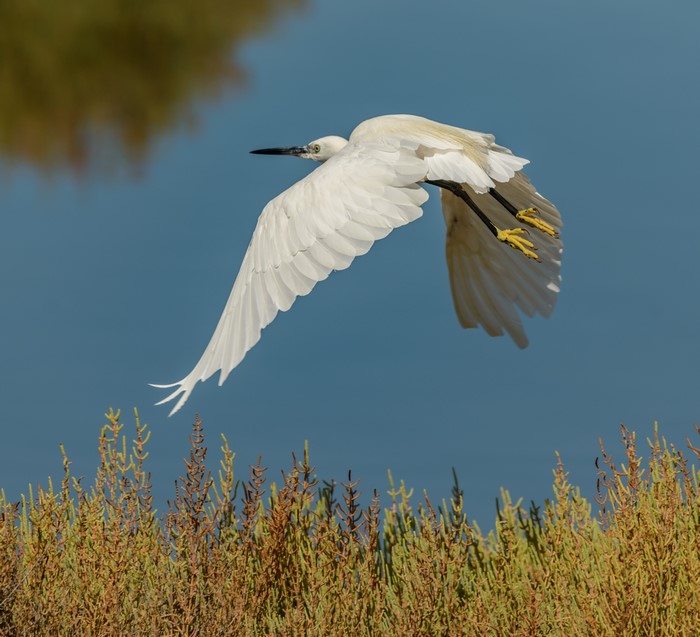White Heron in flight over marsh plants