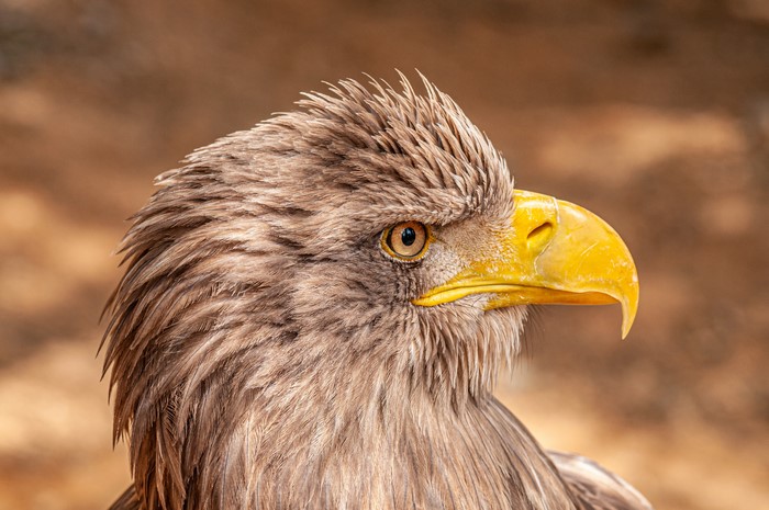 4K White-tailed eagle closeup