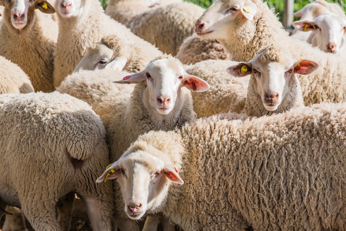 Herd of Sheep