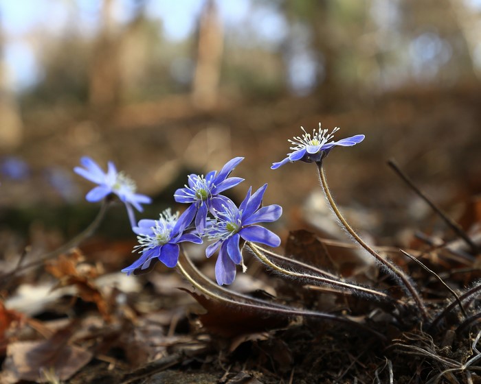 Blue Hepatica flowers in a forest