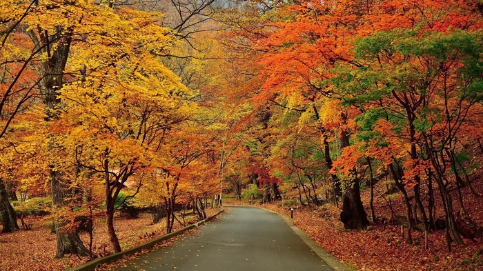 Road through an autumn forest with colorful trees