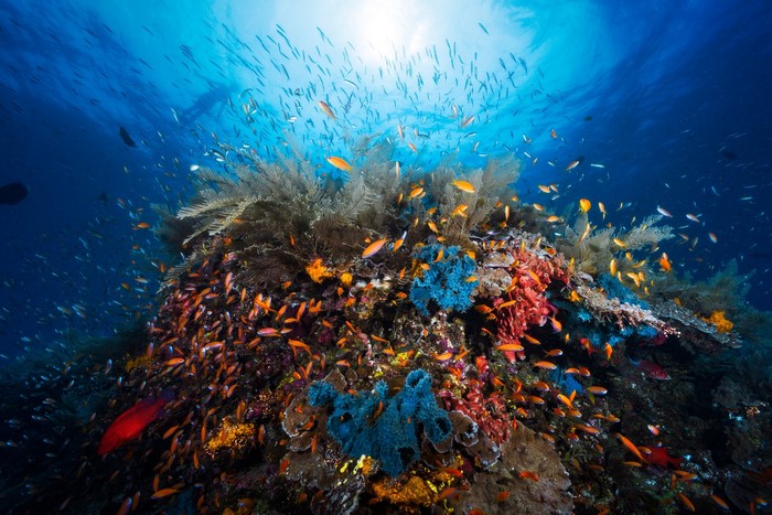 Underwater coral reef teeming with fish
