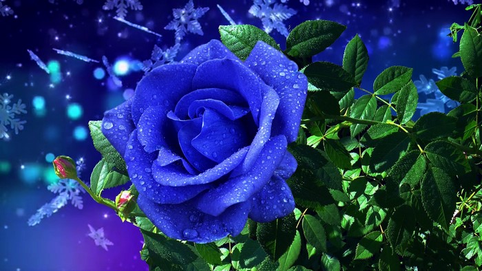 4K Blue Rose with Water Drops and Snowflakes