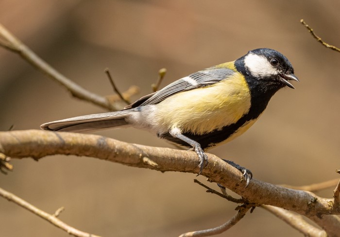 Great Tit bird perched on a branch