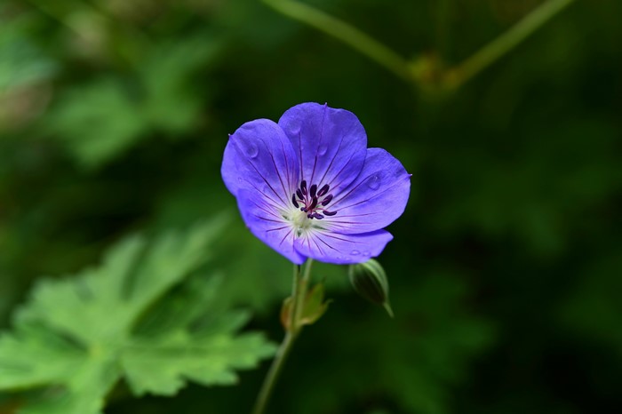 Blue Geranium Flower with Water Droplets