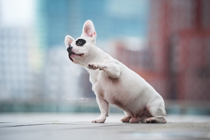 White French Bulldog with Black Eye Marking