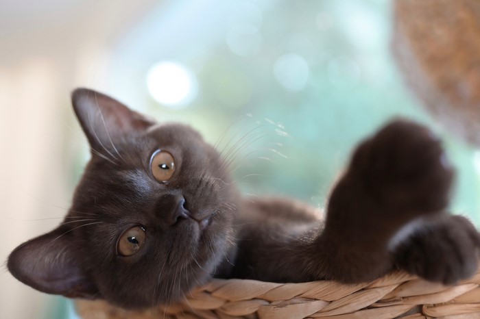 Brown kitten with amber eyes in a basket