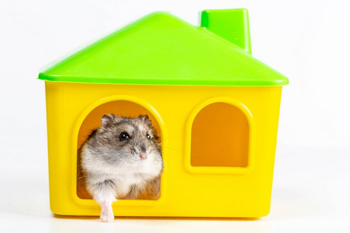 Hamster peeking out of a yellow and green plastic house