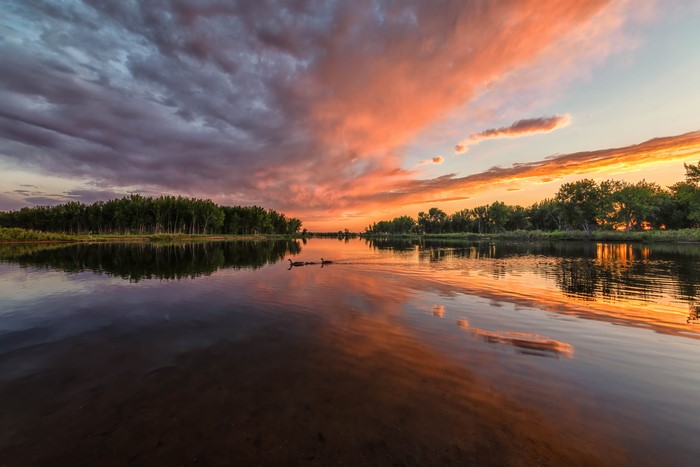 Geese swim in a river at sunset with colorful clouds