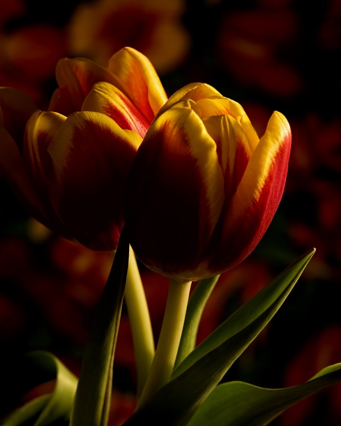 Two red and yellow tulips with dark background