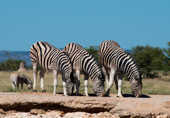 Four Zebras Drinking Water Under Blue Sky