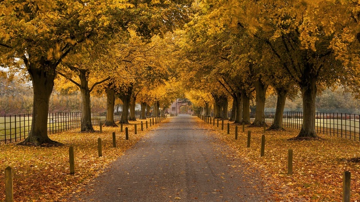 Tree-lined road in autumn with fallen leaves