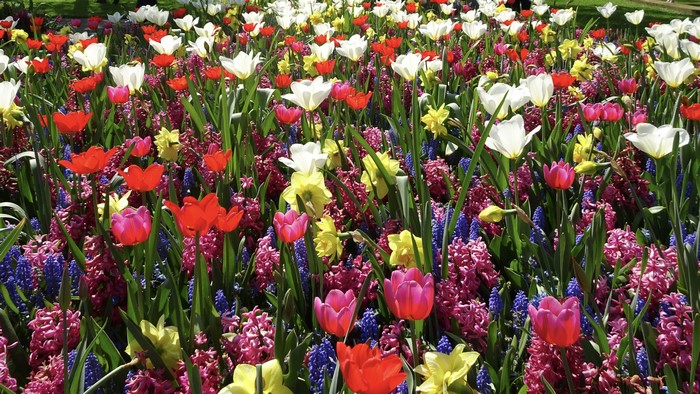 A vibrant field of blooming tulips, daffodils, and hyacinths