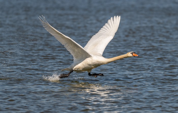 White Swan Taking Off From Water