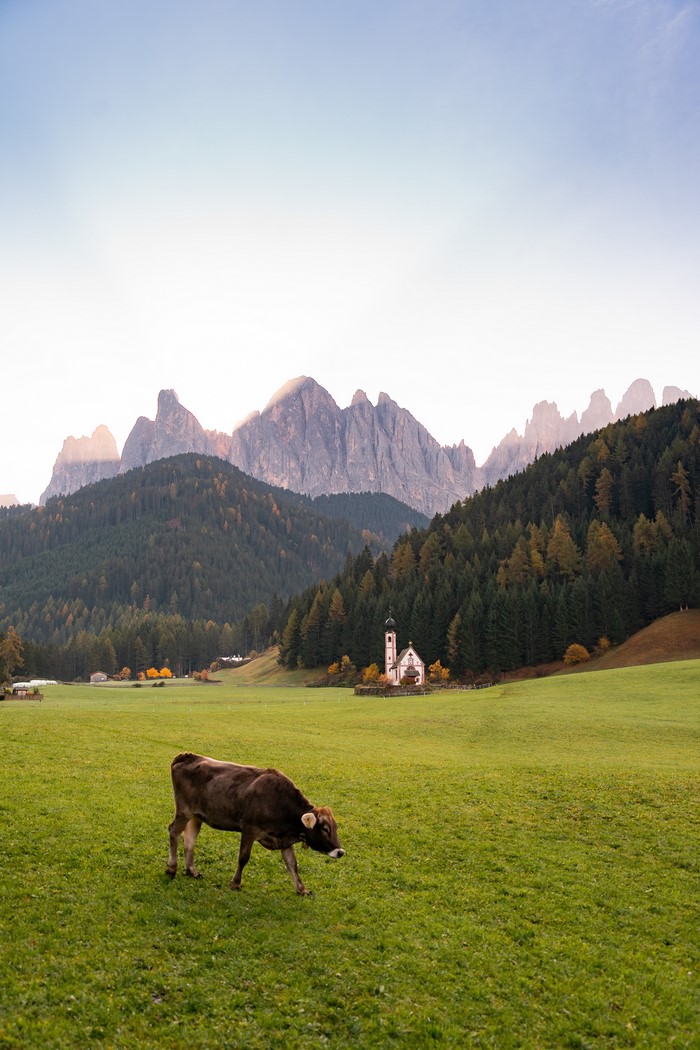 Cow in a field with Santa Maddalena church and Dolomites