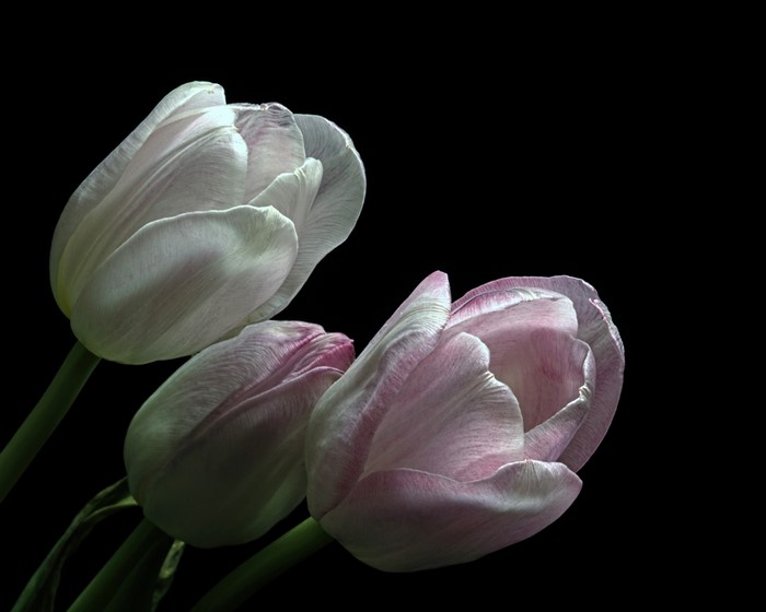 Three Tulips on Black Background