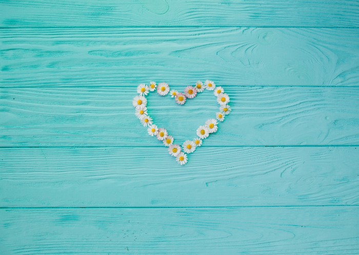 Heart shape made of daisies on blue wooden planks