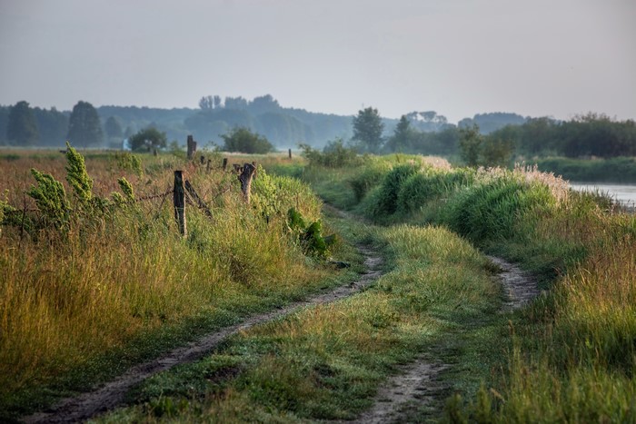 Dirt road through a grassy field in the morning