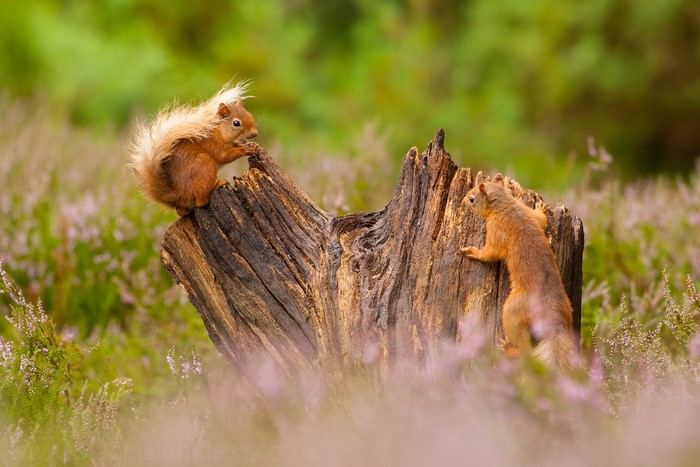 Two squirrels on a tree stump in a field of heather