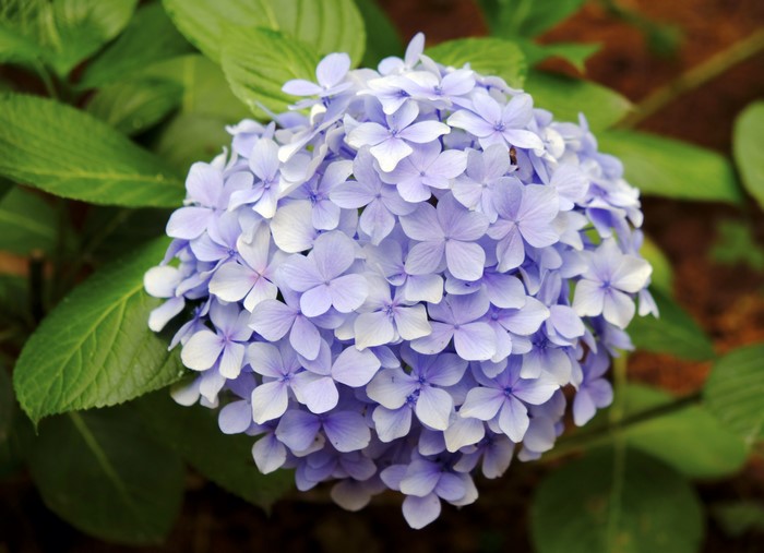 Closeup of a Violet Hydrangea flower