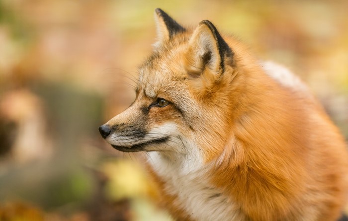 Red Fox in Autumn Forest