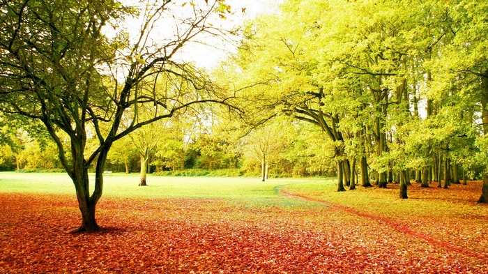 Autumn park with fallen leaves and trees