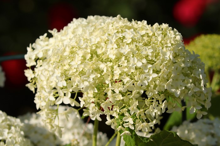 White Hydrangea flower closeup