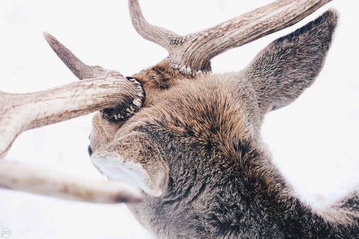 Closeup of a Deer's Antlers and Head