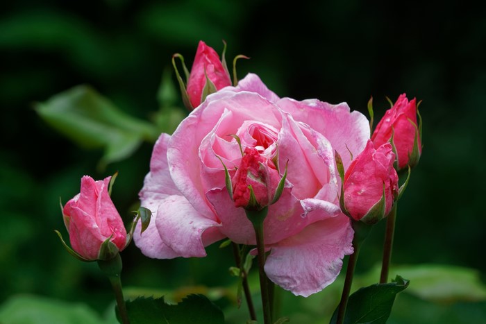 Pink Rose with Buds, Bokeh