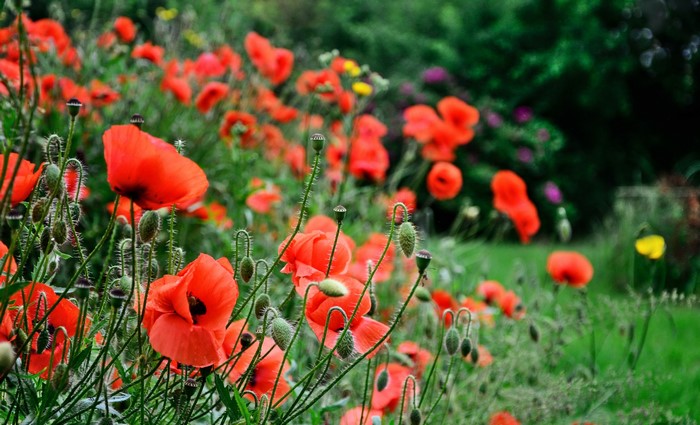 Field of red poppies with green buds