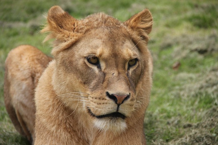 Lioness looking to the side