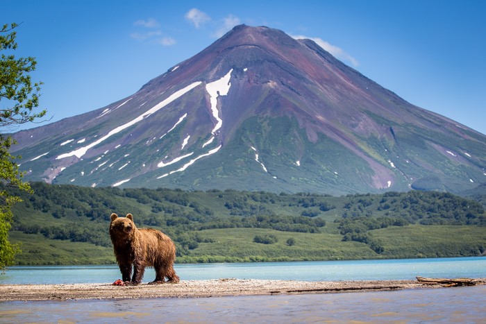 Kurile Lake with Brown Bears in Kamchatka Peninsula